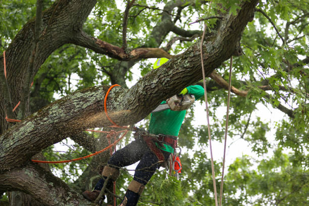 Mulching Services in Park Forest Village, PA